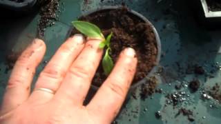 Restoring etiolated chilli seedlings back to health [upl. by Bouzoun158]