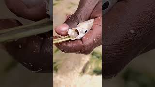 Creepy Parasite That Lives in the Mouth 🐟🪱 Cymothoa Exigua animals nature wildlife [upl. by Danielson839]