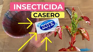 COMO CREAR EL MEJOR INSECTICIDA CASERO CON JABON  ELIMINA LAS PLAGAS DE TUS PLANTAS FACILMENTE [upl. by Hteik223]