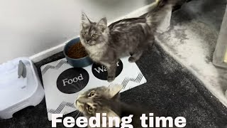 Maine Coon Kitten Devours Mealtime [upl. by Berna]