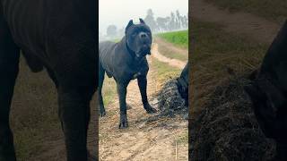 Cane corso in Uttar Pradesh Big dawgs canecorso dog viral fyp instagram shorts like share [upl. by Eirollam681]