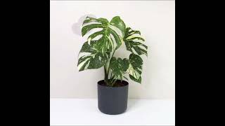 Monstera Thai Constellation Care tips [upl. by O'Carroll]