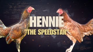 HENNIE GAMEFOWL BLOODLINE Fighting Style and History [upl. by Stine517]