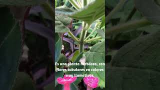 Planta tropical de adorables flores Kohleria amabilis plantas floresexoticas jardin [upl. by Lyred]