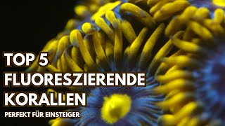 Top 5 Fluoreszierende Korallen für Einsteiger Pflegeleicht amp Atemberaubend [upl. by Sidnac]