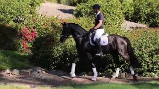 What do you think of this dressage sales video [upl. by Ahiel]