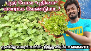 மூன்றே வாரங்களில் புதினா வளர்த்து அசத்துங்கள்👍  HOW TO PLANT PUDINA AT HOME🌱  PLANT MINT  TAMIL 🤗 [upl. by Eecats]