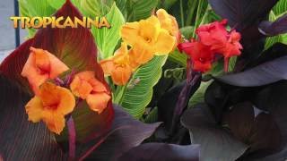 Landscaping Ideas with Tropicanna® cannas [upl. by Nednal]