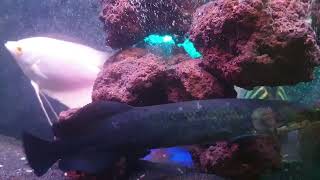 Week 3 My little arapaima eats live fish [upl. by Hsirk]