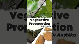 Vegetative Propagation Explained Natures Way of Plant Reproduction 🌱 [upl. by Ellemaj305]