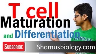 T cell maturation and differentiation  thymic selection  T cell development 2 [upl. by Vidovic888]