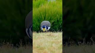 Why did its head evolve to have a maskMasked Lapwing Vanellus miles bird maskedlapwing [upl. by Rausch]