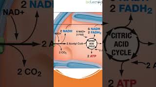 60 Second Guide to Cellular Respiration cells biology science [upl. by Gillie]