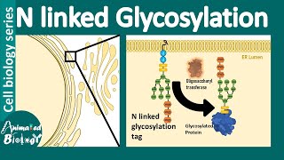 N linked glycosylation  What is the role of Nlinked glycosylation in ER protein folding [upl. by Boggs]