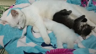 Cat Moms Nursing Their Cute Baby Kittens  Hungry Kitten Suckling its Mother [upl. by Asyle]