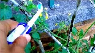 How To Pollinate Tomatoes By Hand  Tomato Hand Pollination [upl. by Katharyn334]