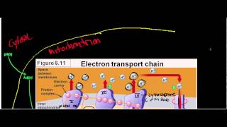 NEW LLactate Dehydrogenase Physiology Biochemisty and Mechanism [upl. by Nohpets]