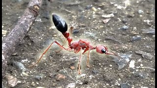 I CAUGHT A GIANT BULL ANT QUEEN Myrmecia Brevinoda [upl. by Cimah543]