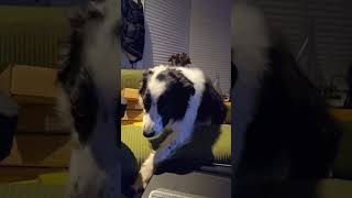 Jethro’s Guilty Stare Border Collie vs The Couch Fort  Playtime Break 4K UHD [upl. by Alida914]