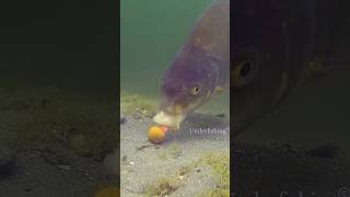 fishing fish carp carpfishing catchandrelease underfishing underwater animals fail shorts [upl. by Tija530]