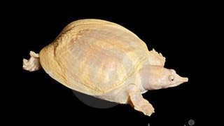 Chinese softshell turtle  Дальневосточная черепаха  Китайский трионикс [upl. by Lori949]