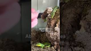 Abronia graminea hand feeding [upl. by Vida651]