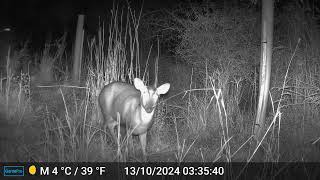 Muntjac Doe  Brook Course wood [upl. by Mahon]