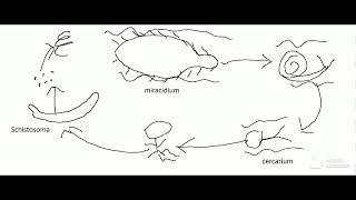 Schistosomiasis Transmission Cycle [upl. by Yerdua]