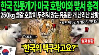 quot이런 개는 처음 봤다quot 한국 진돗개 미국 호랑이 싸우자 난리난 상황 [upl. by Carrillo933]