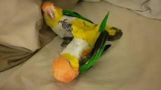 4 year old White Bellied Caique Parrots [upl. by Yrac149]