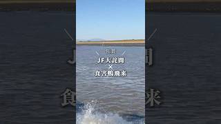 【海苔】食害鴨飛来 海苔の成長 佐賀 有明海 大詫間 [upl. by Fleta735]