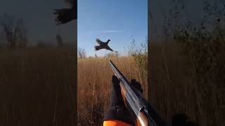 To close epic shot pheasant hunt birddog pheasanthunting hunting [upl. by Ruprecht434]