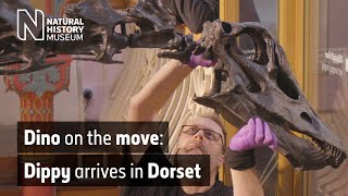 Dino on the move Installing Dippy the Diplodocus at Dorset Museum  Natural History Museum [upl. by Ahsenor]