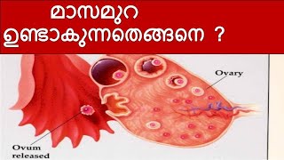 Menstrual cycle Malayalam  Menses Malayalam  menstruation  Ovulation [upl. by Wolbrom600]