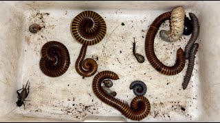 Relax Time Let to Explore Creatures Nature Found One Small Centipede Many Giant Millipedes [upl. by Siram]