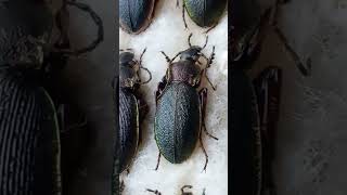 Why Ground Beetles Are So Different Beetles Carabidae Coleoptera Kyiv Ukraine [upl. by Rellim677]