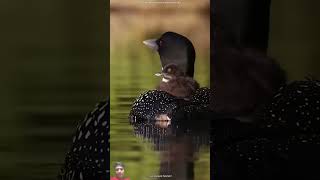 Birds solo machine wise 🦉 birds strangebirds wildlife animals nature birdwatching experiment [upl. by Llenrad]