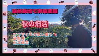 068🦋10月12日🍠サツマイモの試し掘りetc【自然栽培】【自然農】【家庭菜園】 [upl. by Rahcir]