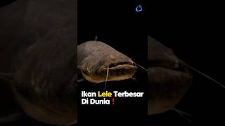 IKAN LELE TERBESAR DI DUNIA 300 KG‼️ catfish ikanlele edukasi shorts [upl. by Ytsirhc]