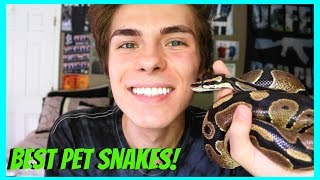 Best Pet Snakes for Beginners [upl. by Inger603]