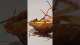 Can a Cockroach Survive Without Its Head [upl. by Car420]