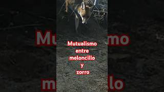 Mutualismo entre zorro y meloncillo [upl. by Meingolda]