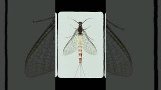 Mayfly Specimen Object ID 010304shadowonamountaintop [upl. by Elimac]