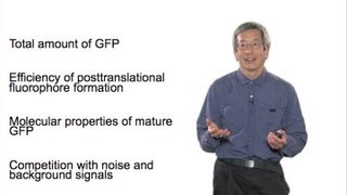 Microscopy Optimizing Detection of GFP Roger Tsien [upl. by Eednam]