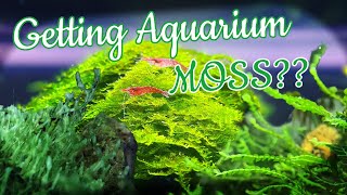 AQUARIUM MOSS Inspiration Mosses you should definitely try [upl. by Sammons]