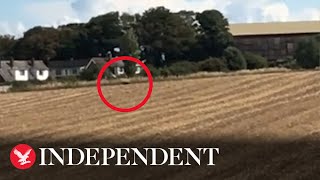 Big cat filmed walking through field in Norwich documentary team claims [upl. by Nodyroc]