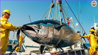 How American Fishermen Catch Millions of Marlins and Bluefin Tuna Using Longline Fishing Techniques [upl. by Anilehs]