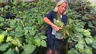 In The Shade House w Suzanne  Philodendron Fuzzy Petiole [upl. by Esorbma]