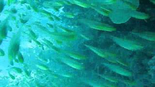 Diving around Ningaloo reef Exmouth WA [upl. by Hpejsoj]