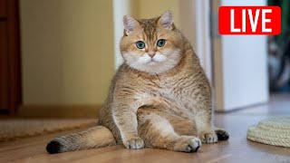 Hosico Live stream  02202022 [upl. by Senskell587]